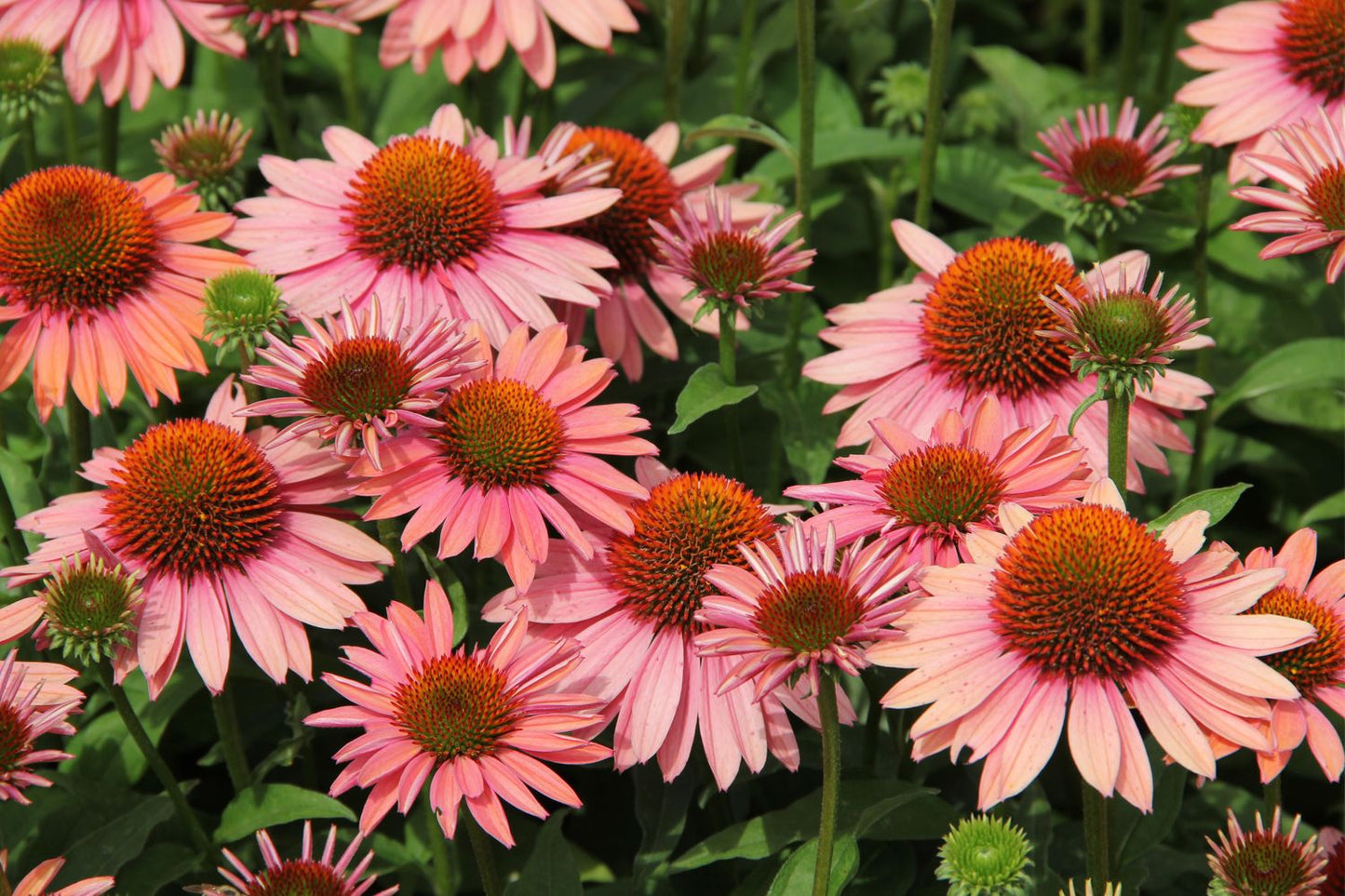 Echinacea 'Satisfy' (Scheinsonnenhut)