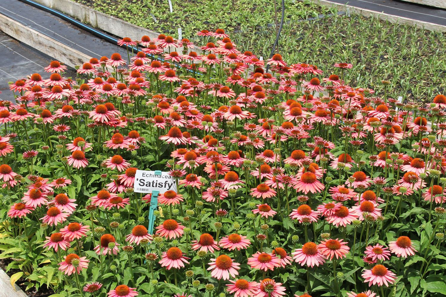 Echinacea 'Satisfy' (Scheinsonnenhut)