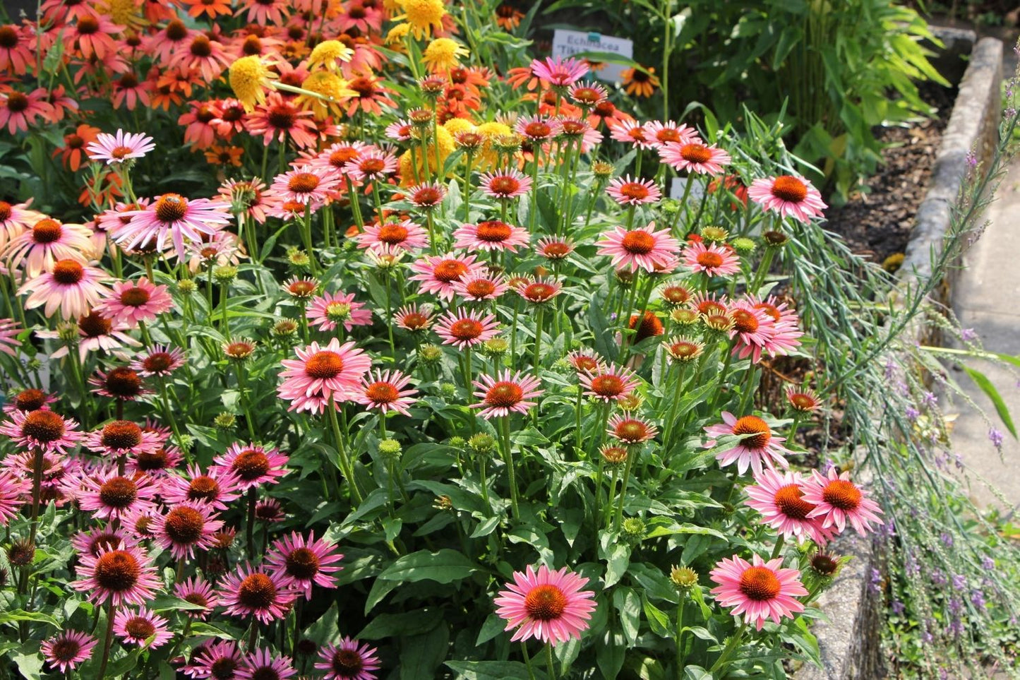 Echinacea 'Satisfy' (Scheinsonnenhut)