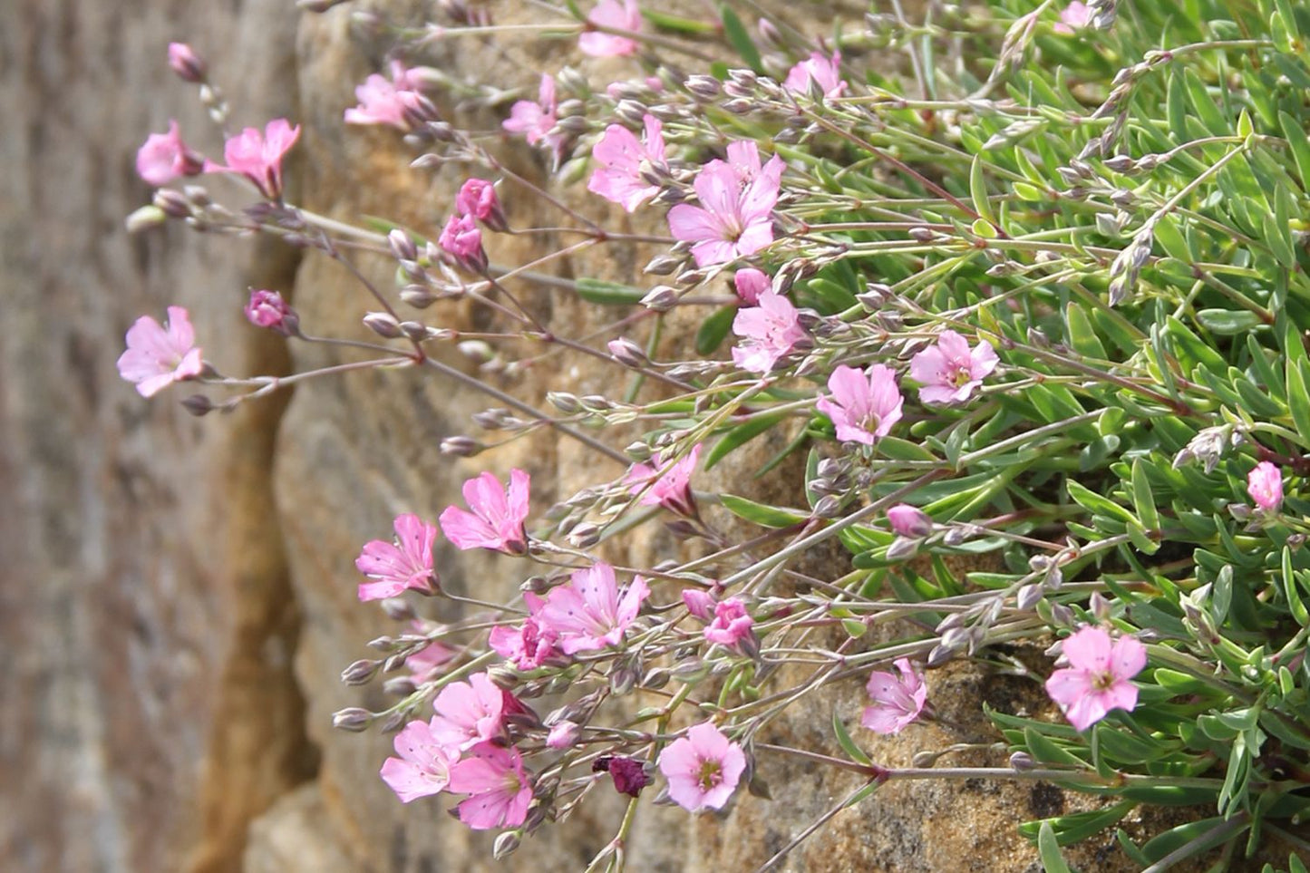 Gypsophila repens 'Rosea' Teppich-Schleierkraut