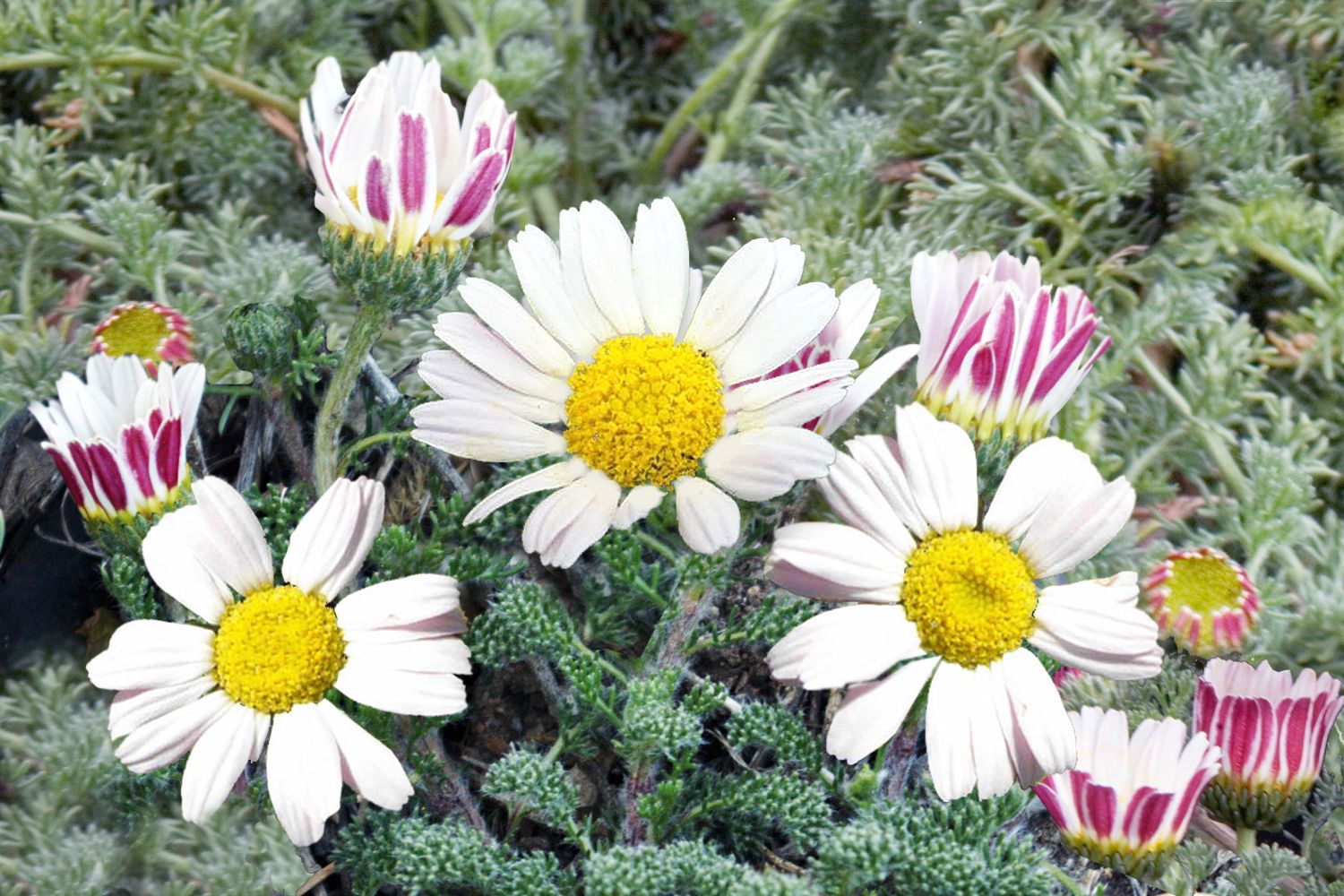 Anacyclus pyrethrum var. depr. 'Silberkissen' Marokko-Kamille