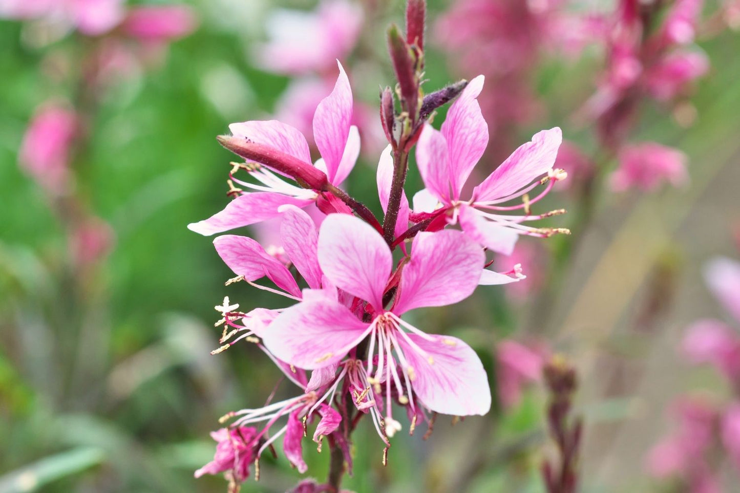 Gaura lindheimeri 'Cherry Brandy' Prachtkerze