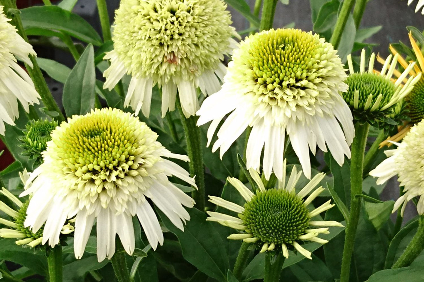 Echinacea 'Delicious Nougat' Scheinsonnenhut Echinacea 'Delicious Nougat' Scheinsonnenhut