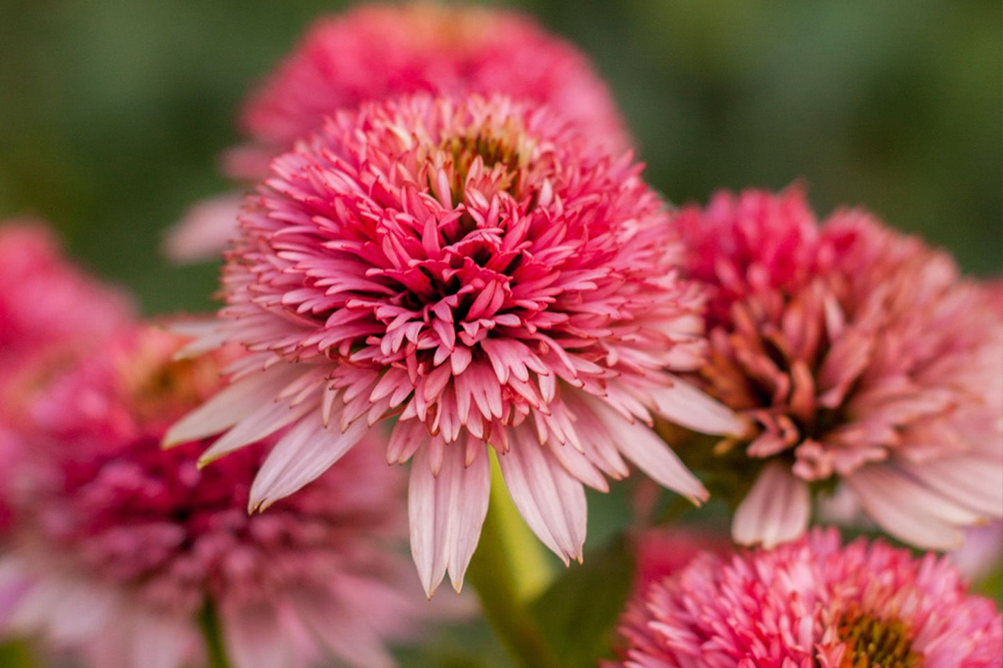 Echinacea 'Butterfly Kisses' Scheinsonnenhut Echinacea 'Butterfly Kisses' Scheinsonnenhut