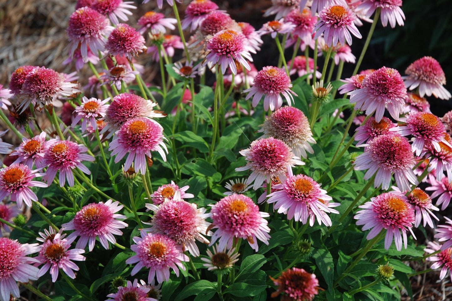 Echinacea 'Butterfly Kisses' (Scheinsonnenhut) Echinacea 'Butterfly Kisses' (Scheinsonnenhut)