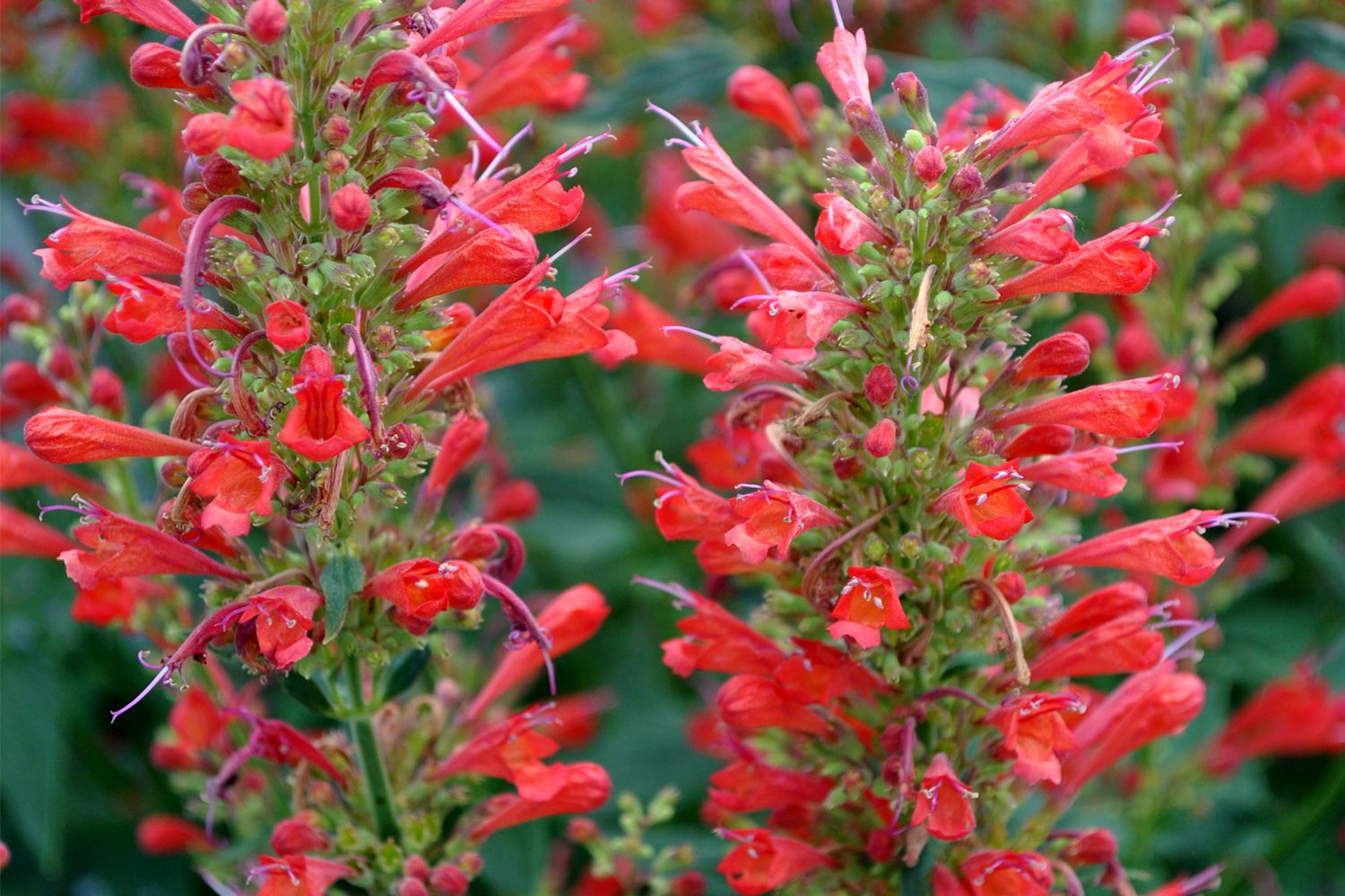 Agastache 'Kudos Red' Duftnessel