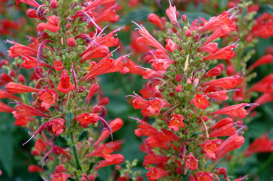 Agastache 'Kudos Red' Duftnessel