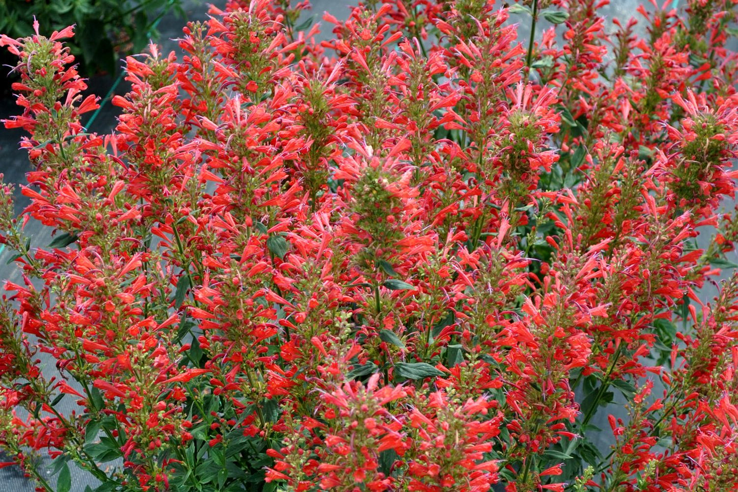 Agastache 'Kudos Red' (Duftnessel)