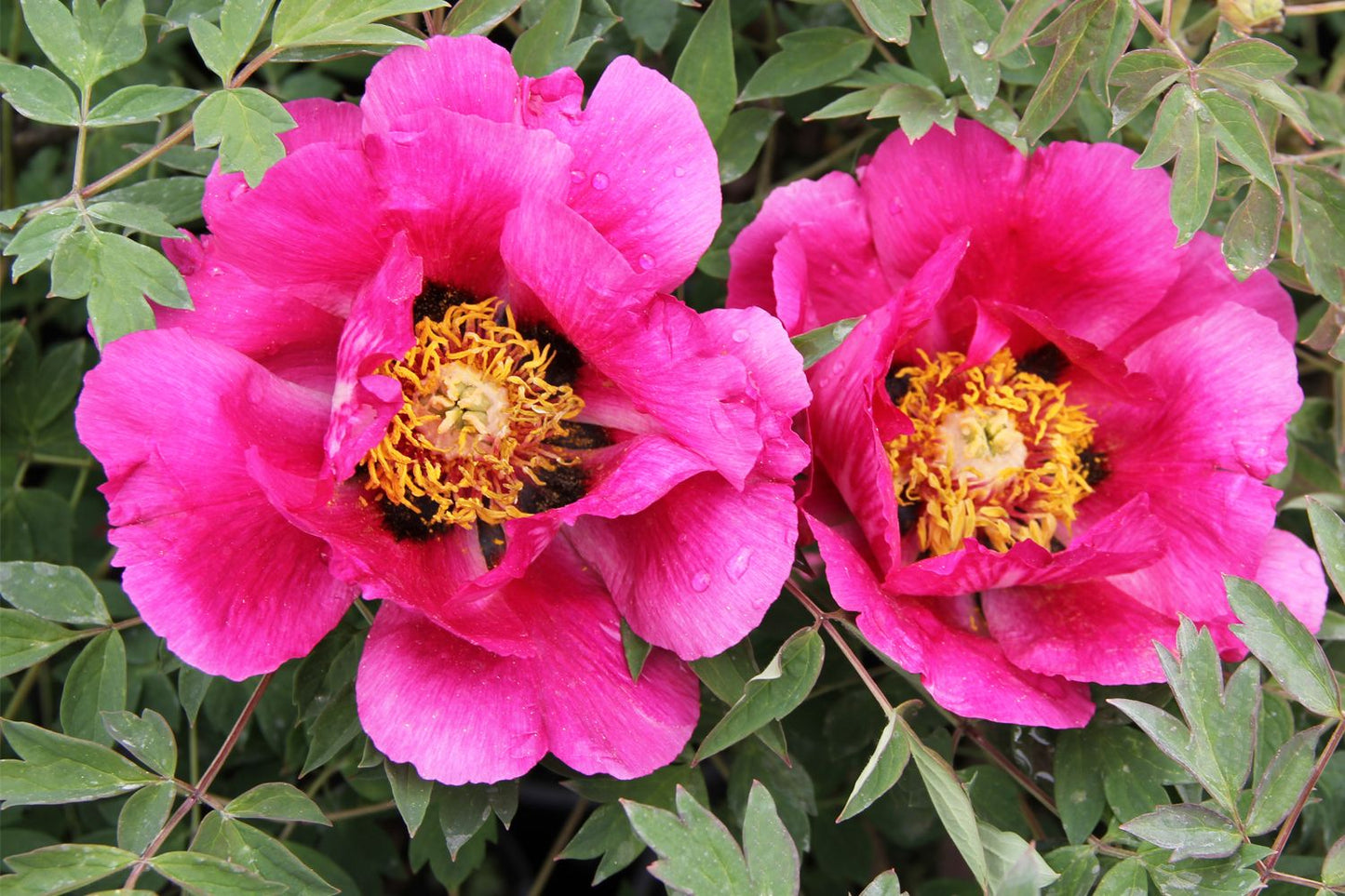 Paeonia rockii 'Hong Lian' Strauchpfingstrose 'Roter Lotus'