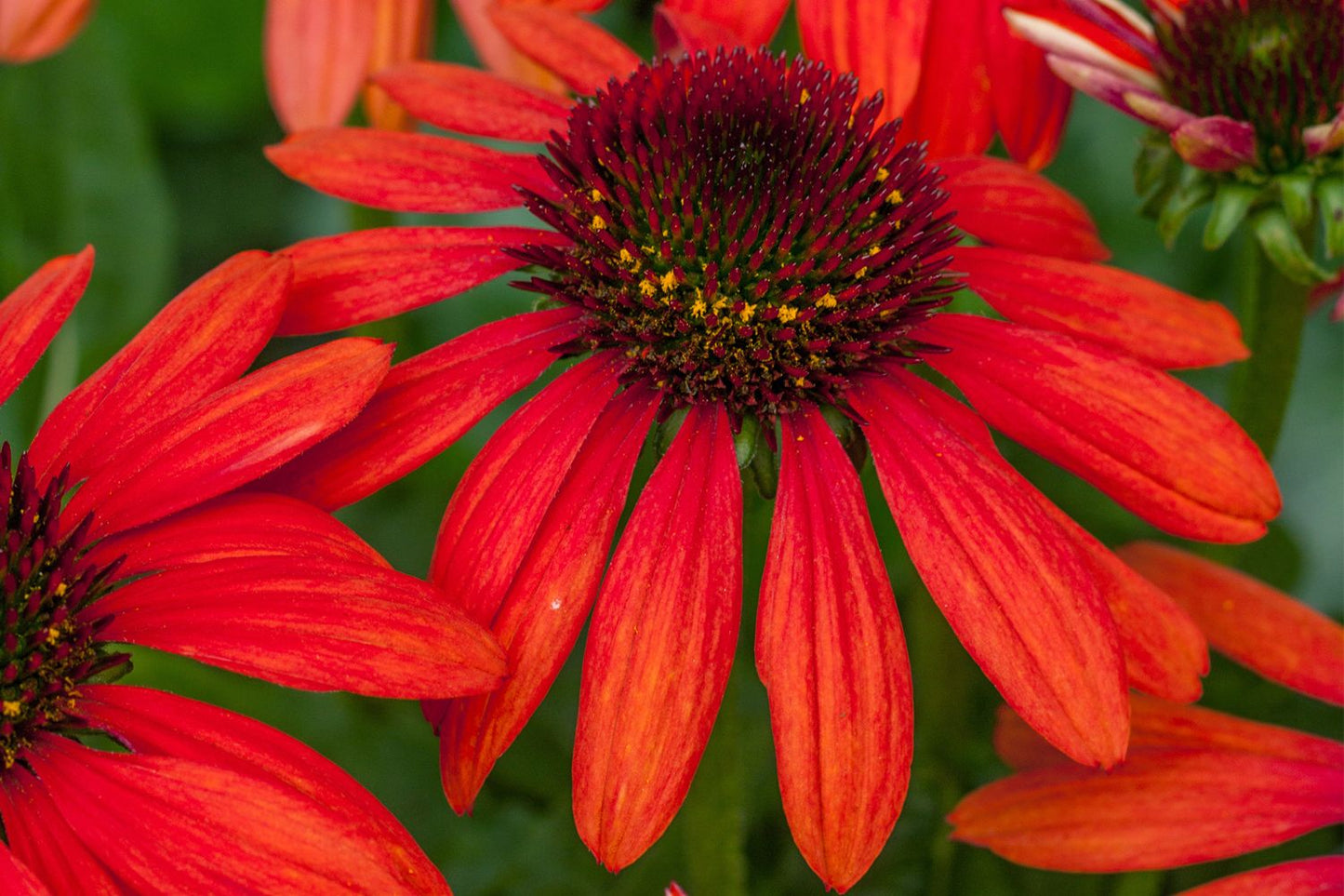 Echinacea 'Red Pearl' Scheinsonnenhut Echinacea 'Red Pearl' Scheinsonnenhut