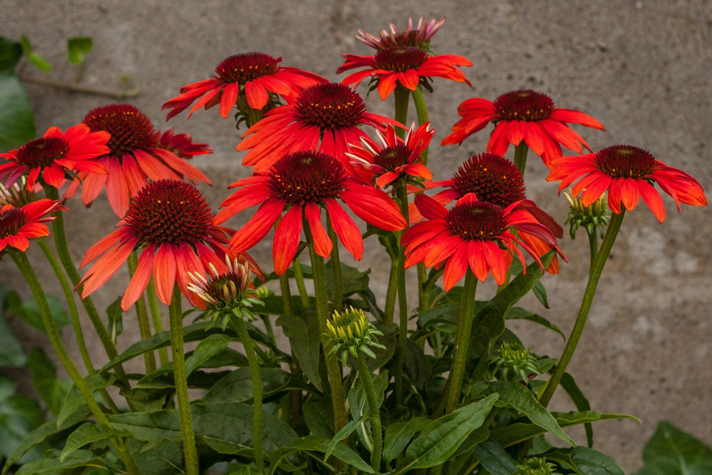Echinacea 'Red Pearl' (Scheinsonnenhut) Echinacea 'Red Pearl' (Scheinsonnenhut)