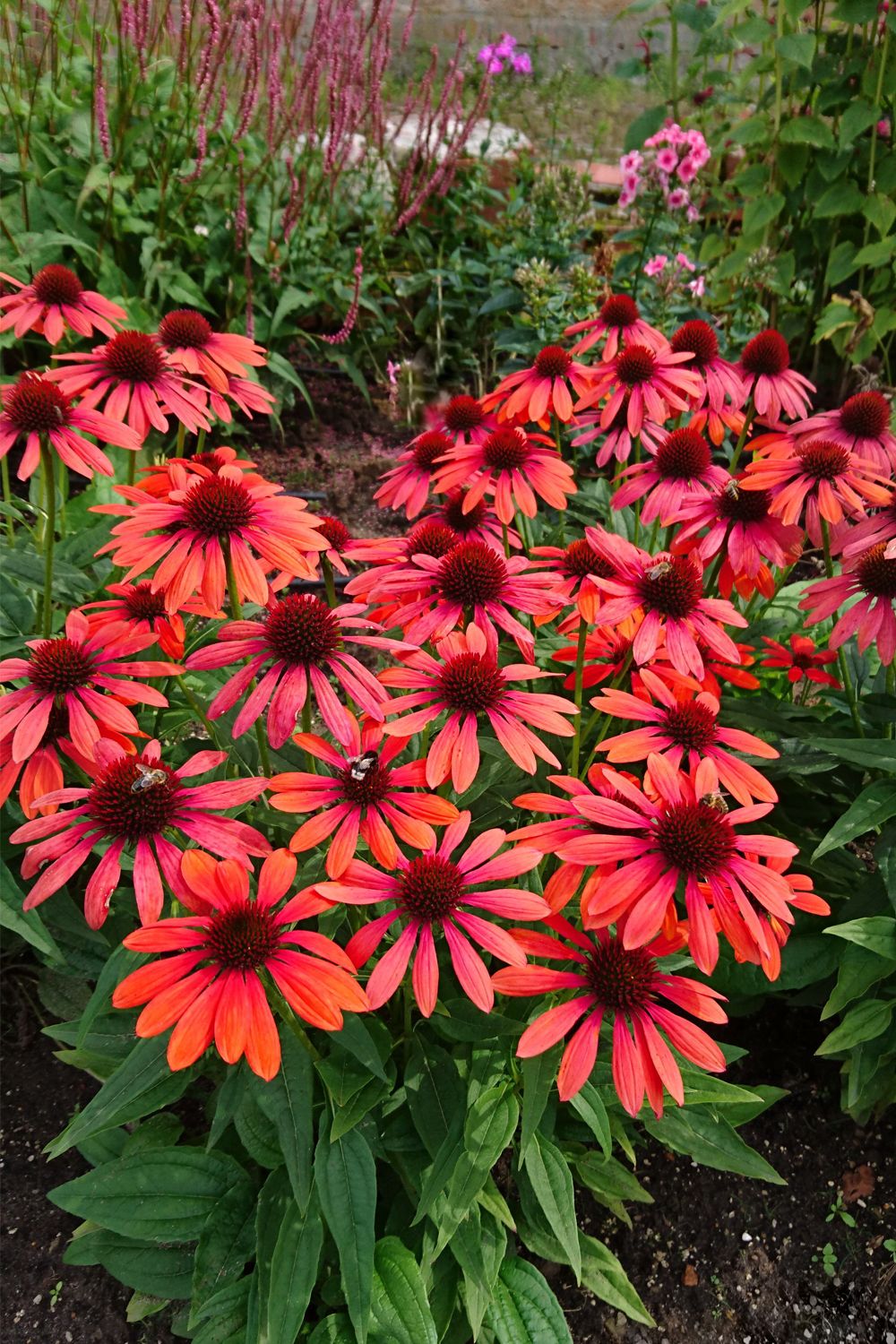 Echinacea 'Red Pearl' (Scheinsonnenhut) Echinacea 'Red Pearl' (Scheinsonnenhut)