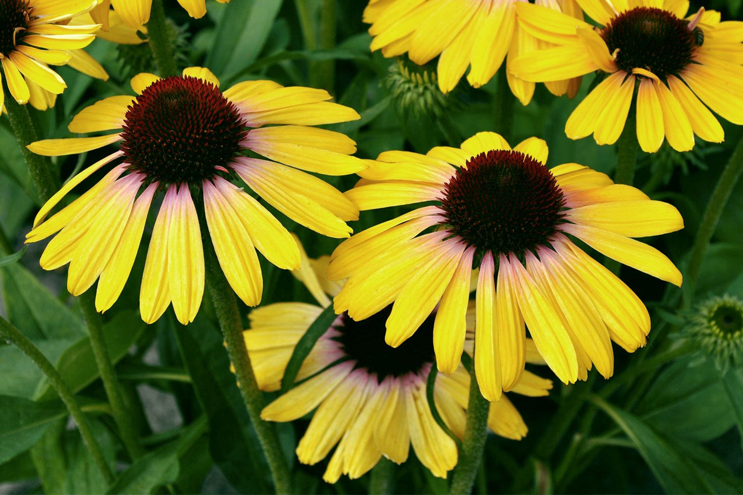 Echinacea 'Rainbow Yellow' Scheinsonnenhut Echinacea 'Rainbow Yellow' Scheinsonnenhut