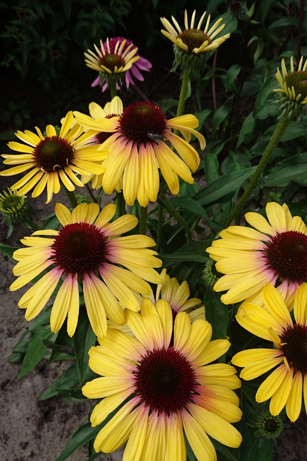 Echinacea 'Rainbow Yellow' (Scheinsonnenhut) Echinacea 'Rainbow Yellow' (Scheinsonnenhut)