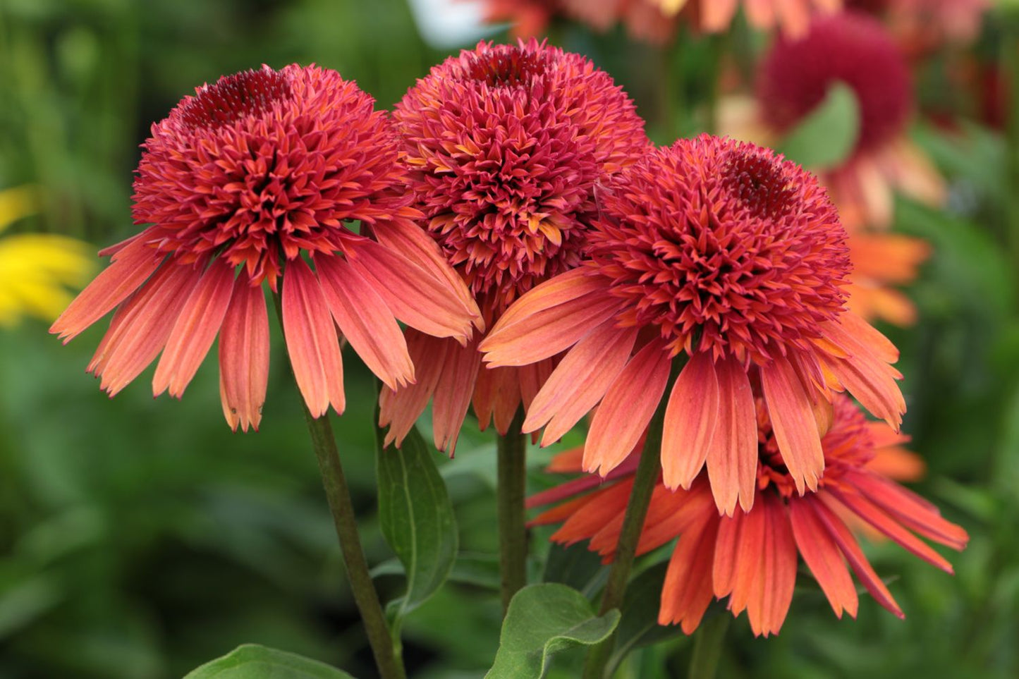 Echinacea 'Carrot Cake' Scheinsonnenhut Echinacea 'Carrot Cake' Scheinsonnenhut