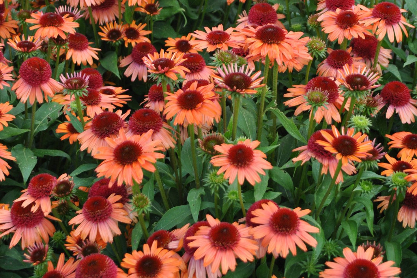 Echinacea 'Carrot Cake' (Scheinsonnenhut) Echinacea 'Carrot Cake' (Scheinsonnenhut)