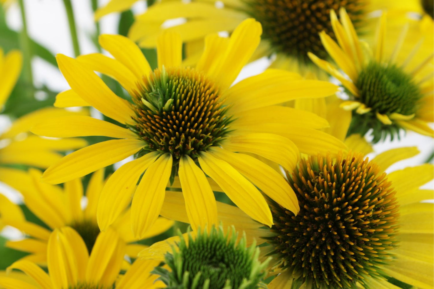 Echinacea 'Fountain Yellow' Scheinsonnenhut Echinacea 'Fountain Yellow' Scheinsonnenhut