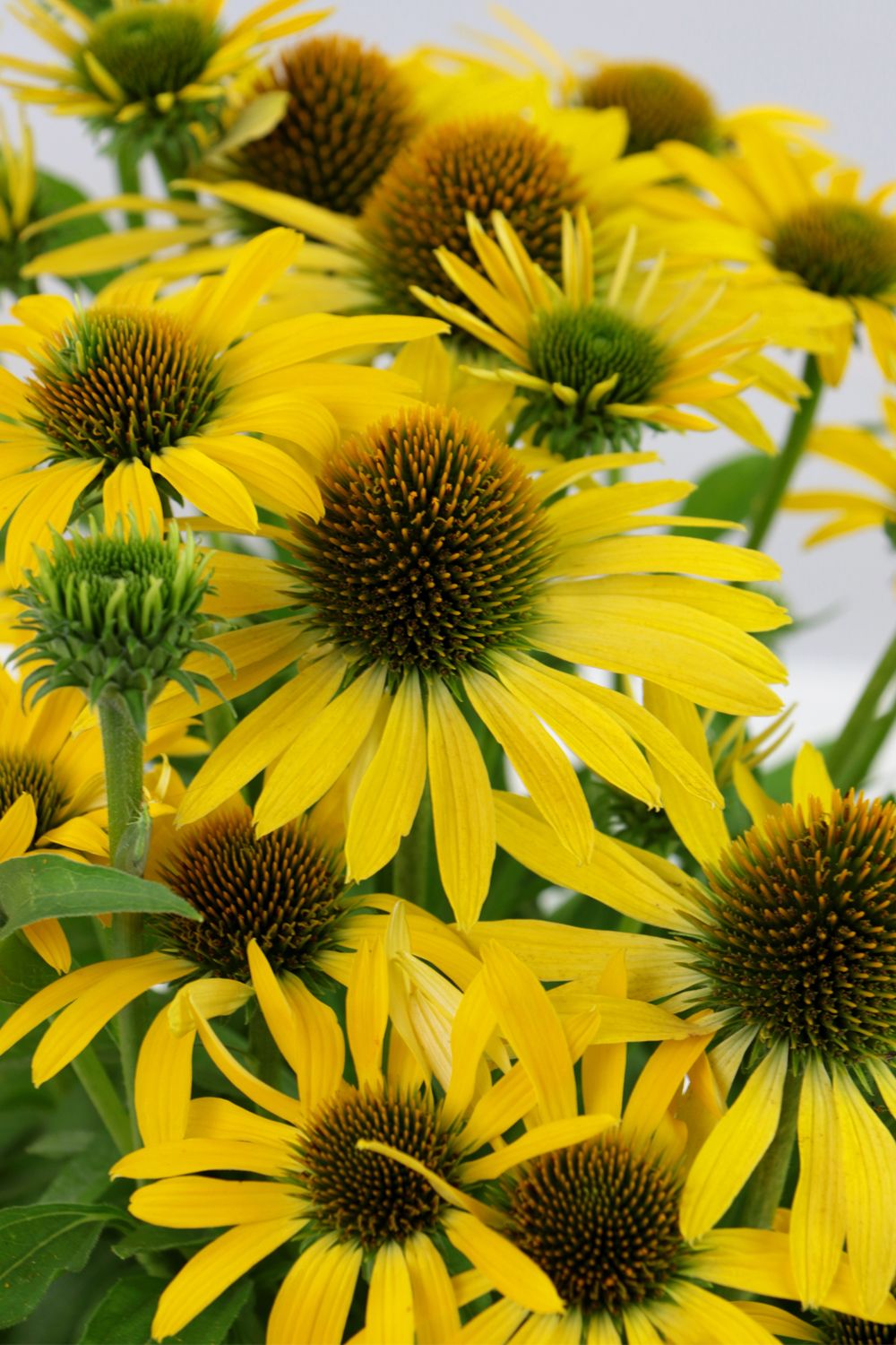 Echinacea 'Fountain Yellow' (Scheinsonnenhut) Echinacea 'Fountain Yellow' (Scheinsonnenhut)