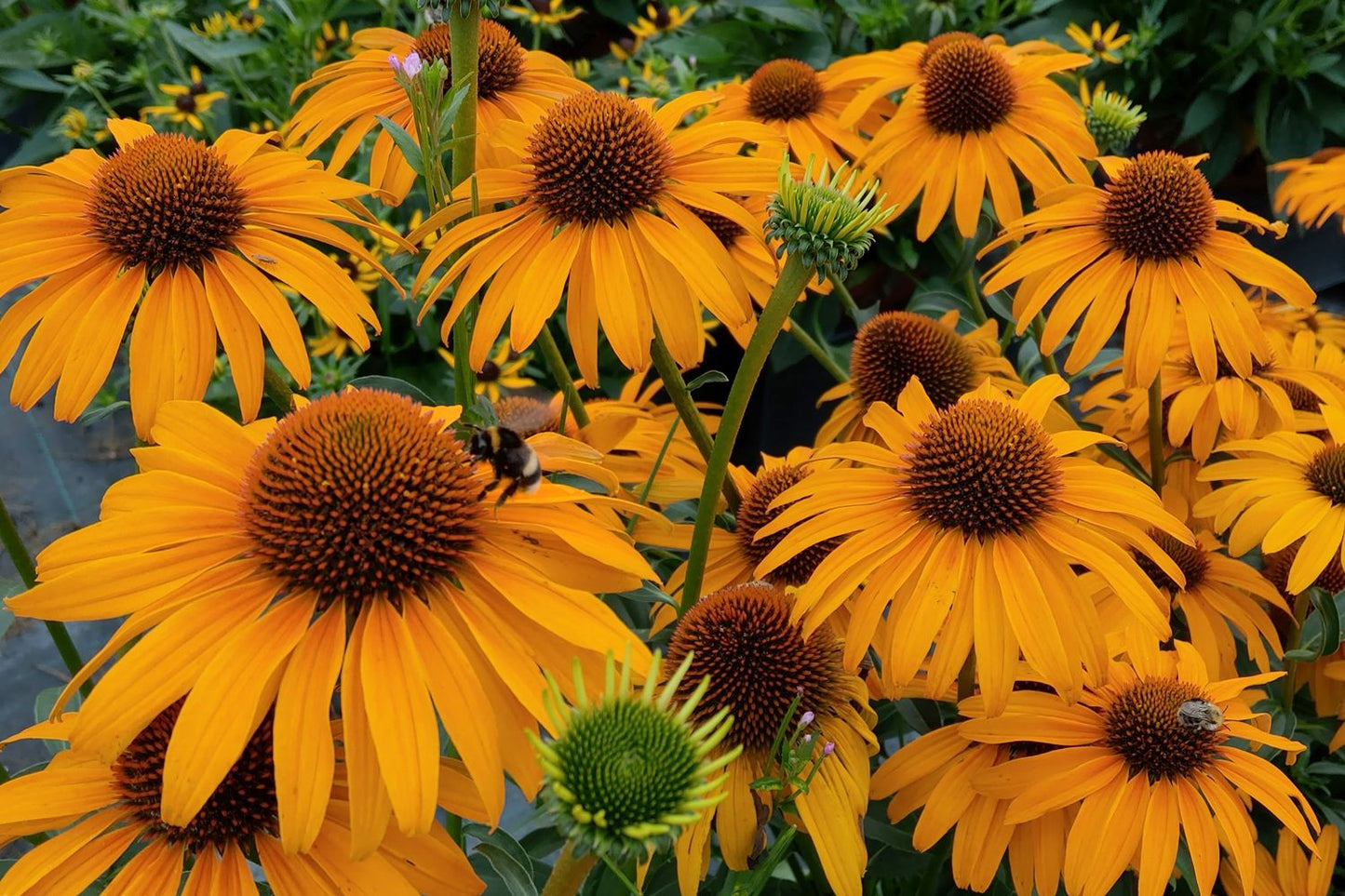 Echinacea 'Honey Skipper' (Scheinsonnenhut)