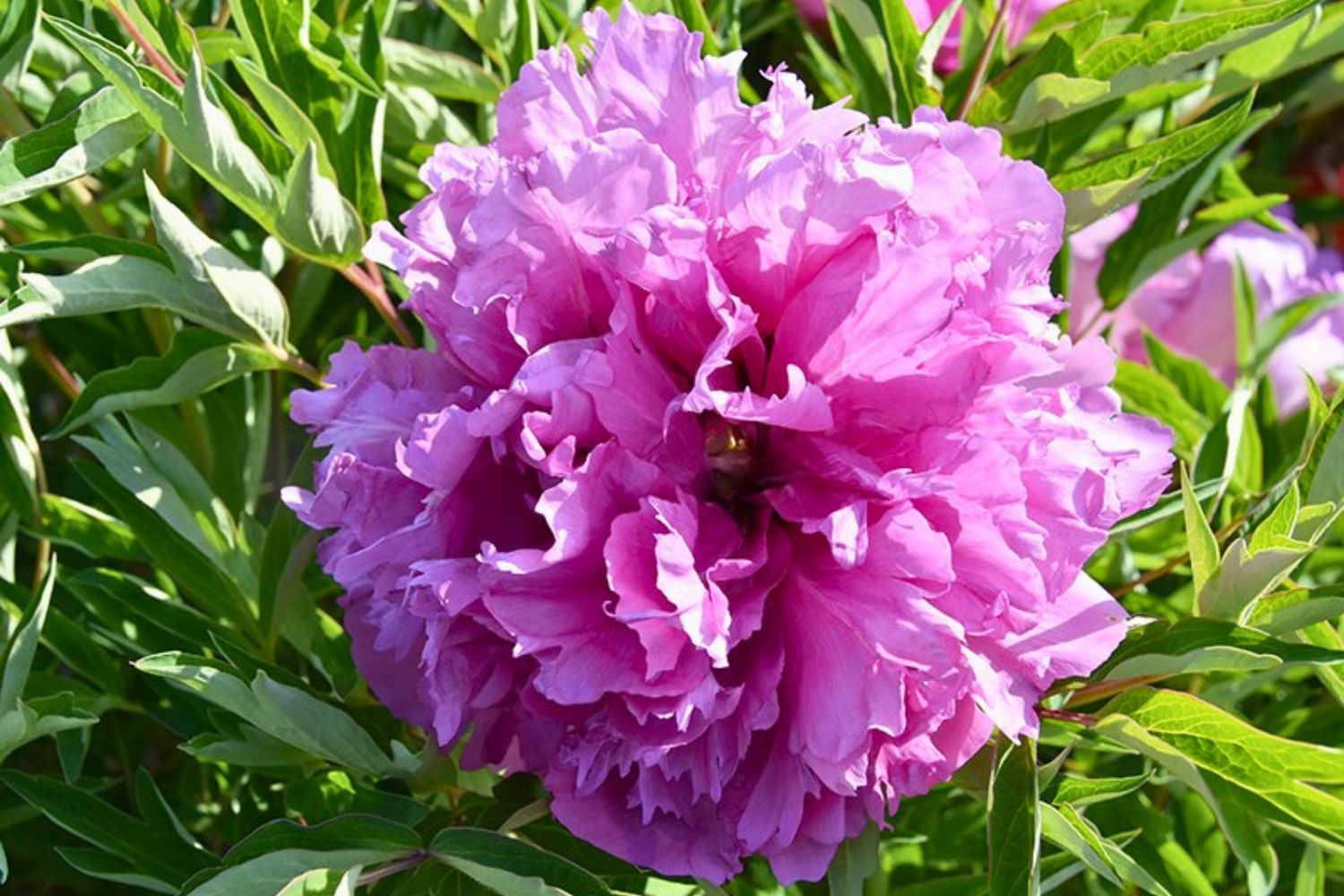 Paeonia rockii 'Lan Hai Feng Yun' Strauchpfingstrose 'Sturm des blauen Ozeans'