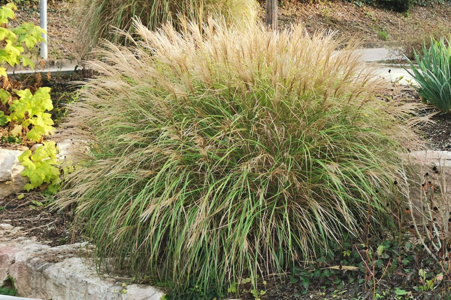Miscanthus sinensis 'Adagio' Zwerg-Chinaschilf