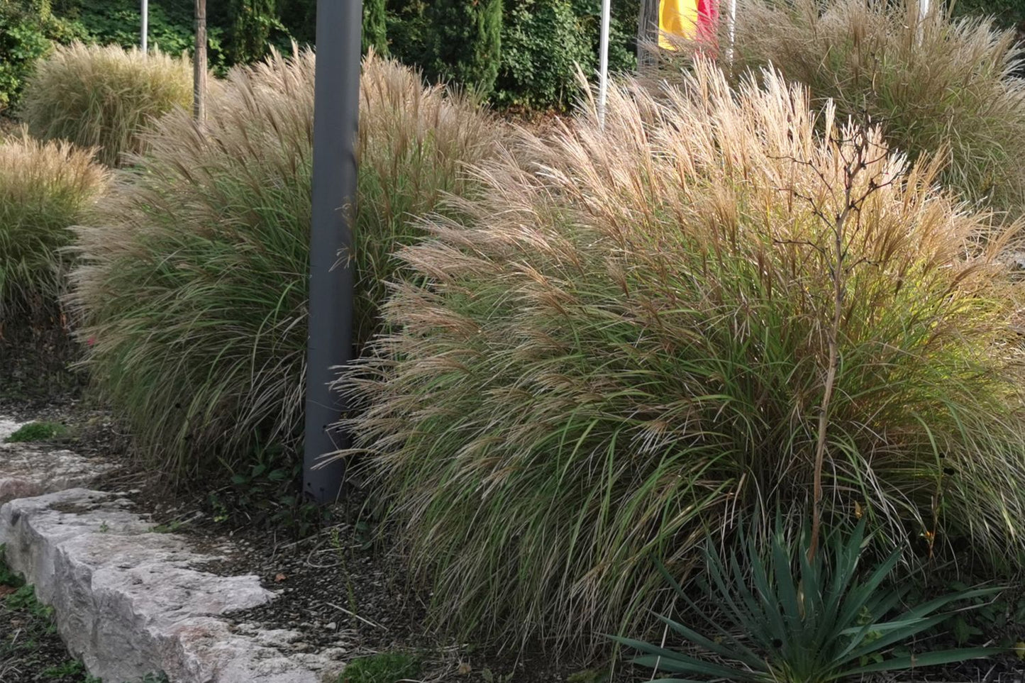 Miscanthus sinensis 'Adagio' (Zwerg-Chinaschilf)