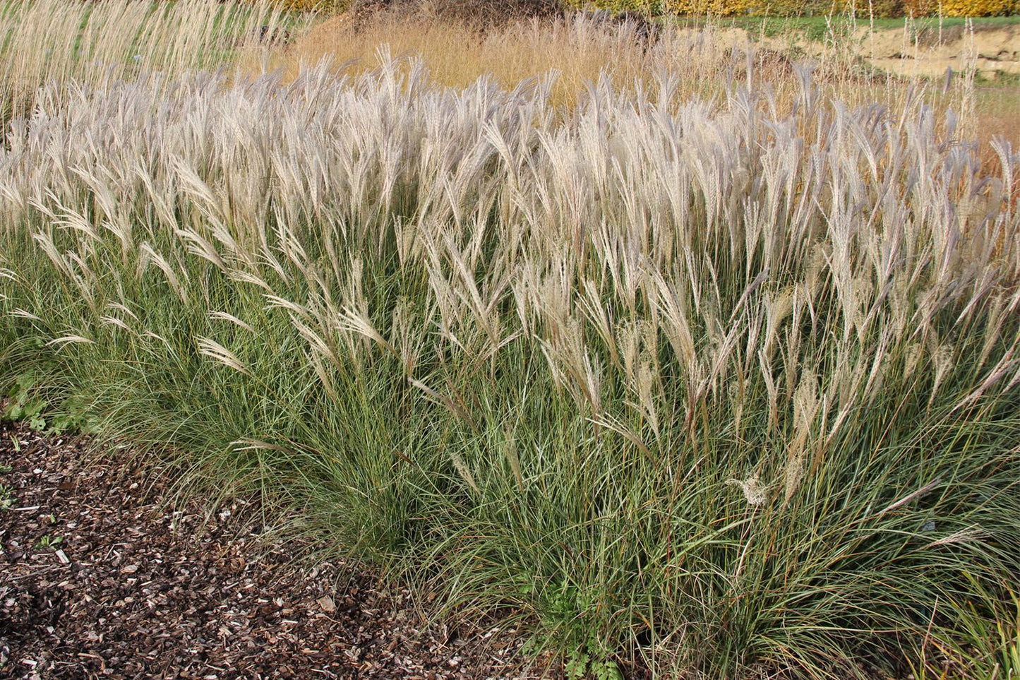 Miscanthus sinensis 'Adagio' (Zwerg-Chinaschilf)