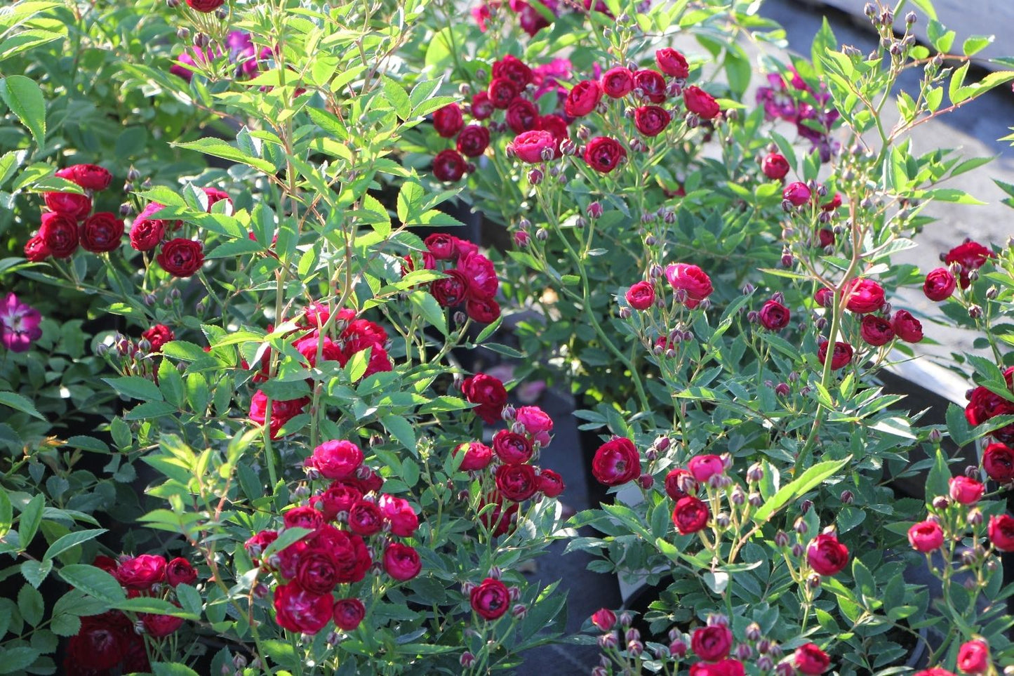 Rose 'Perennial Domino' ® (Ramblerrose)