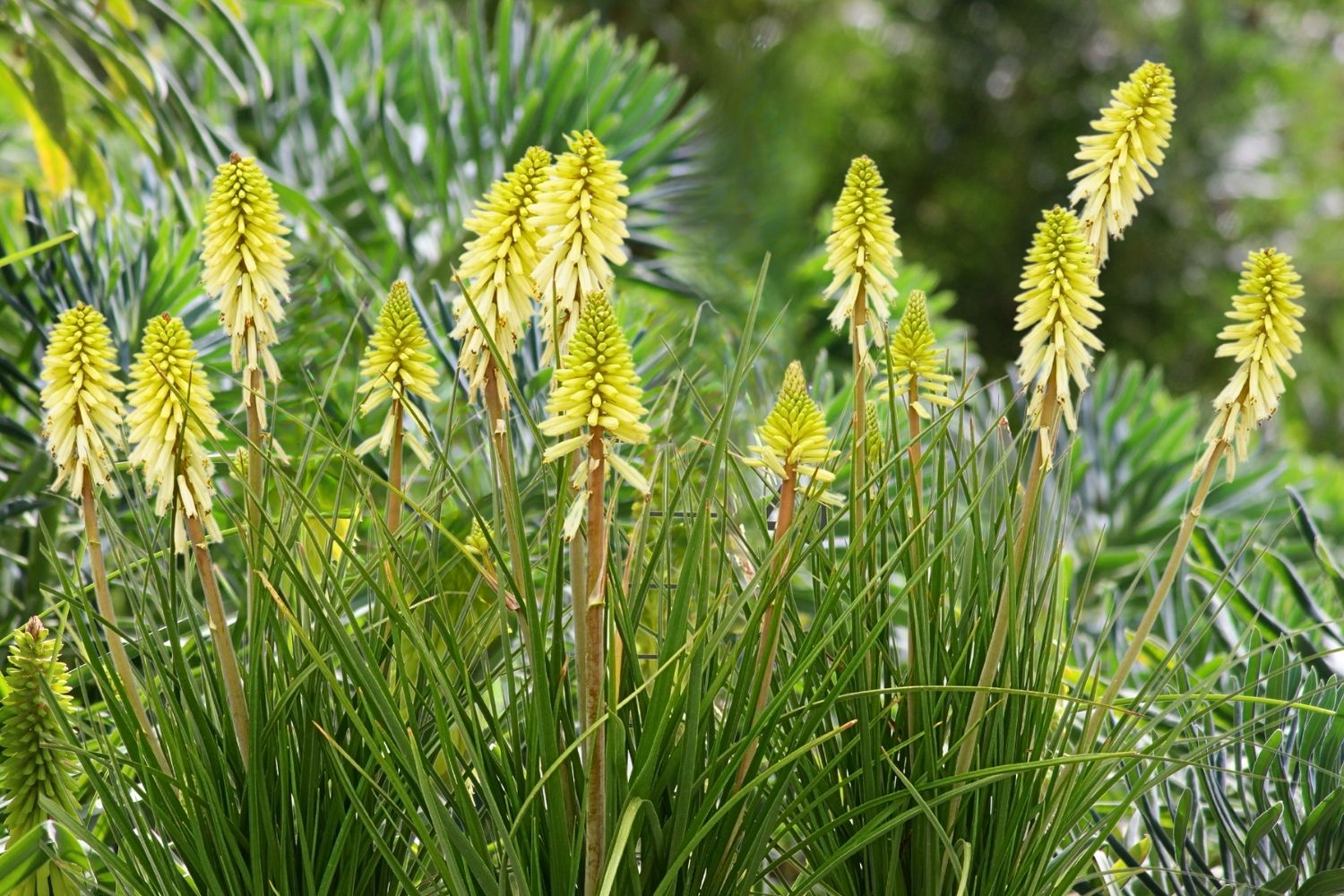 Kniphofia 'Poco Citron' (Fackellilie) – Gräfin von Zeppelin