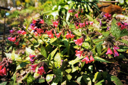Pulmonaria 'Shrimps on the Barbie' Rosarotes Lungenkraut