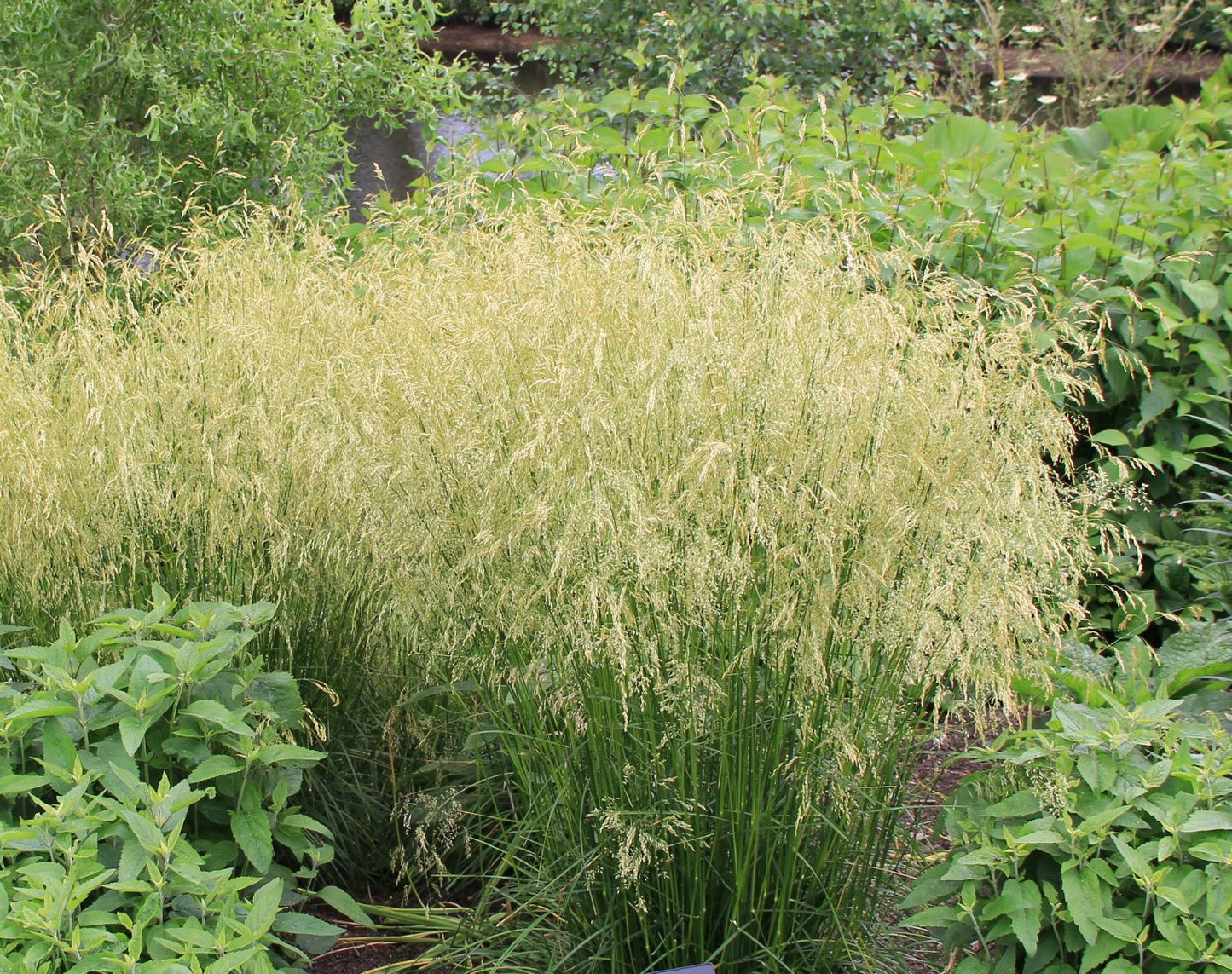 Deschampsia cespitosa 'Goldschleier' Garten-Schmiele Deschampsia cespitosa 'Goldschleier' Garten-Schmiele
