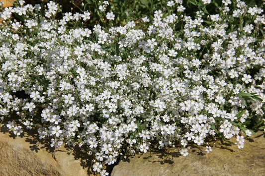 Gypsophila repens Teppich Schleierkraut