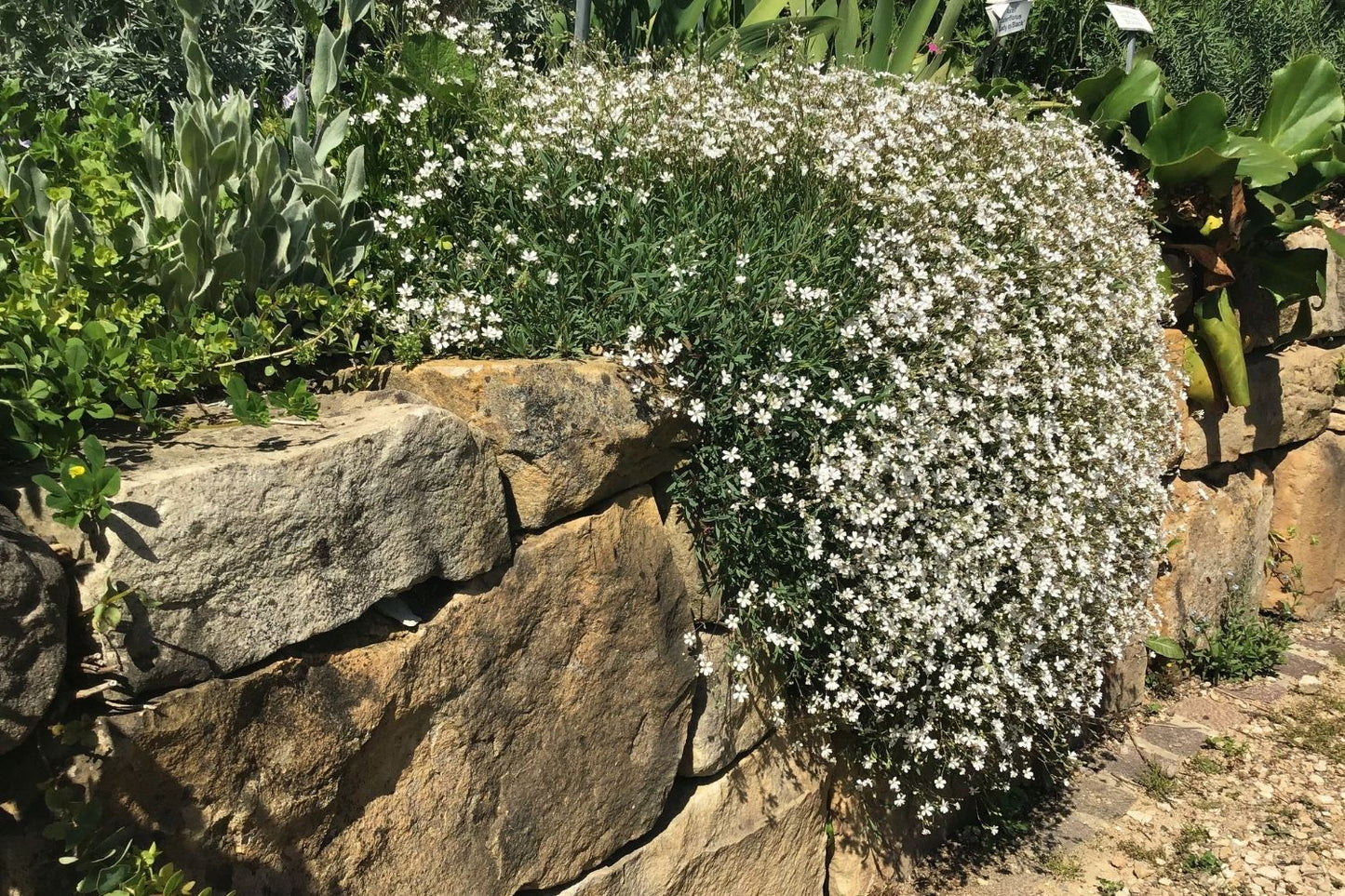 Gypsophila repens (Teppich Schleierkraut)