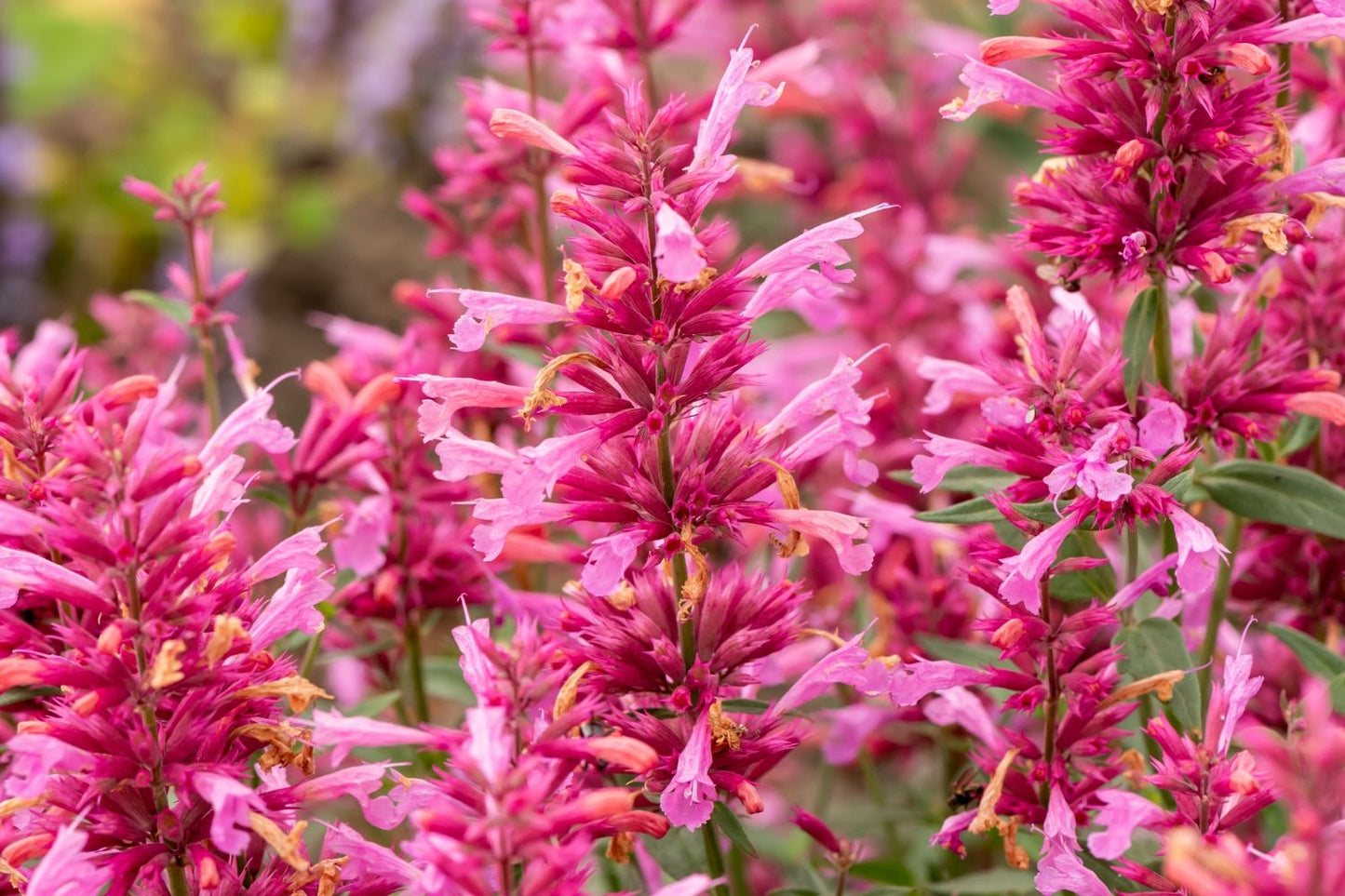 Agastache 'Rosie Posie' ® Duftnessel