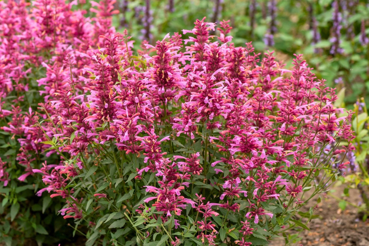 Agastache 'Rosie Posie' ® (Duftnessel)