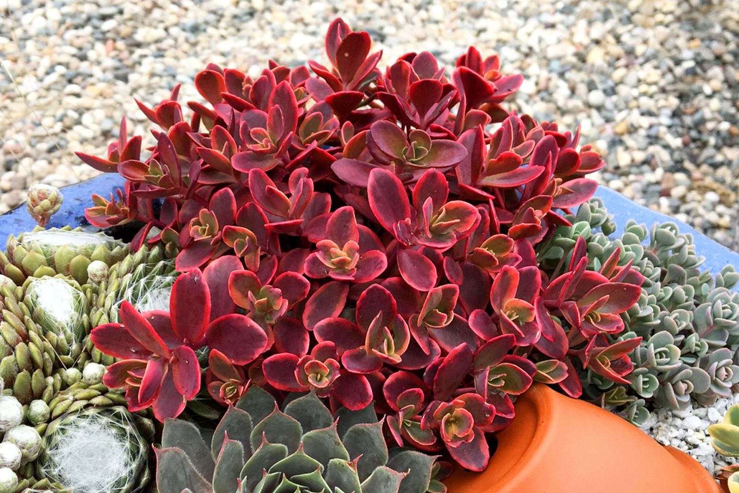 Sedum Sunsparkler ® 'Wildfire' Polster-Fetthenne
