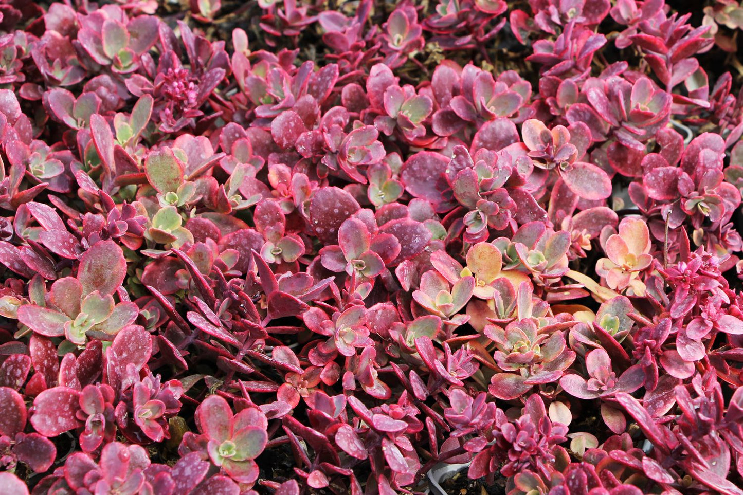 Sedum Sunsparkler ® 'Wildfire' (Polster-Fetthenne)
