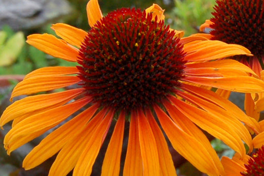 Echinacea 'Flame Thrower' Scheinsonnenhut