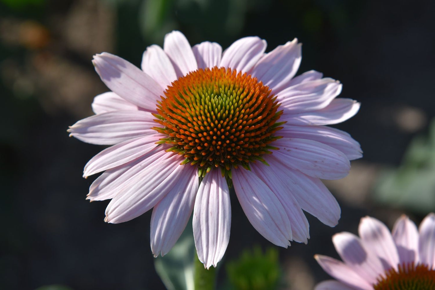 Echinacea 'Pink Skipper' Scheinsonnenhut