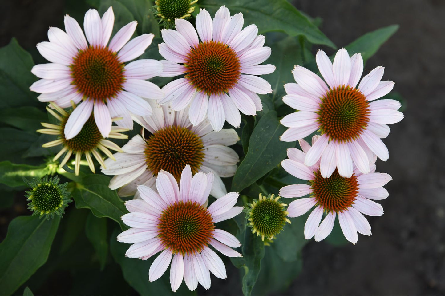 Echinacea 'Pink Skipper' (Scheinsonnenhut)