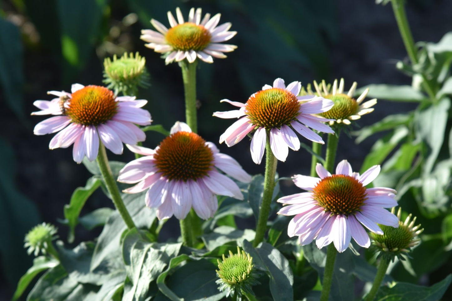 Echinacea 'Pink Skipper' (Scheinsonnenhut) Echinacea 'Pink Skipper' (Scheinsonnenhut)