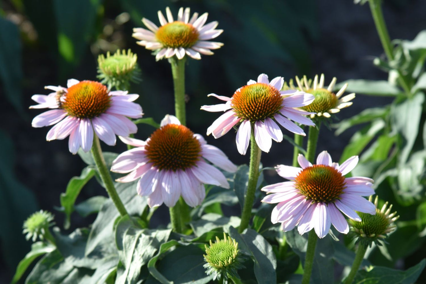 Echinacea 'Pink Skipper' (Scheinsonnenhut)