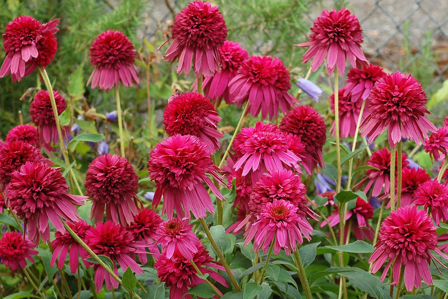 Echinacea 'Secret Affair' ® Scheinsonnenhut