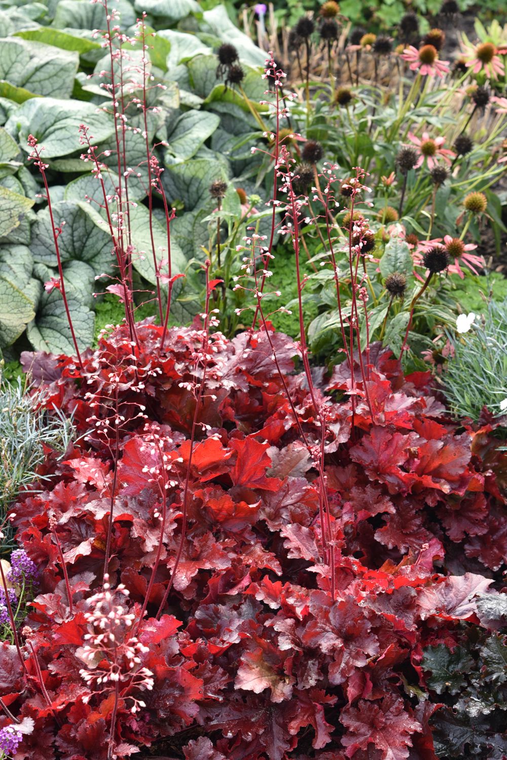 Heuchera 'Forever Red' (Purpurglöckchen)