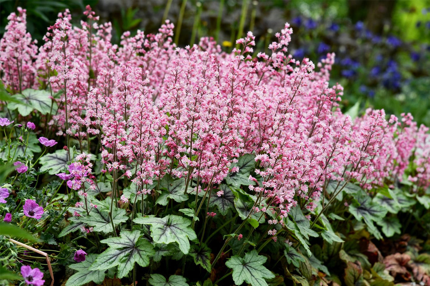 Heucherella 'Pink Revolution' Purpurglöckchen Heucherella 'Pink Revolution' Purpurglöckchen