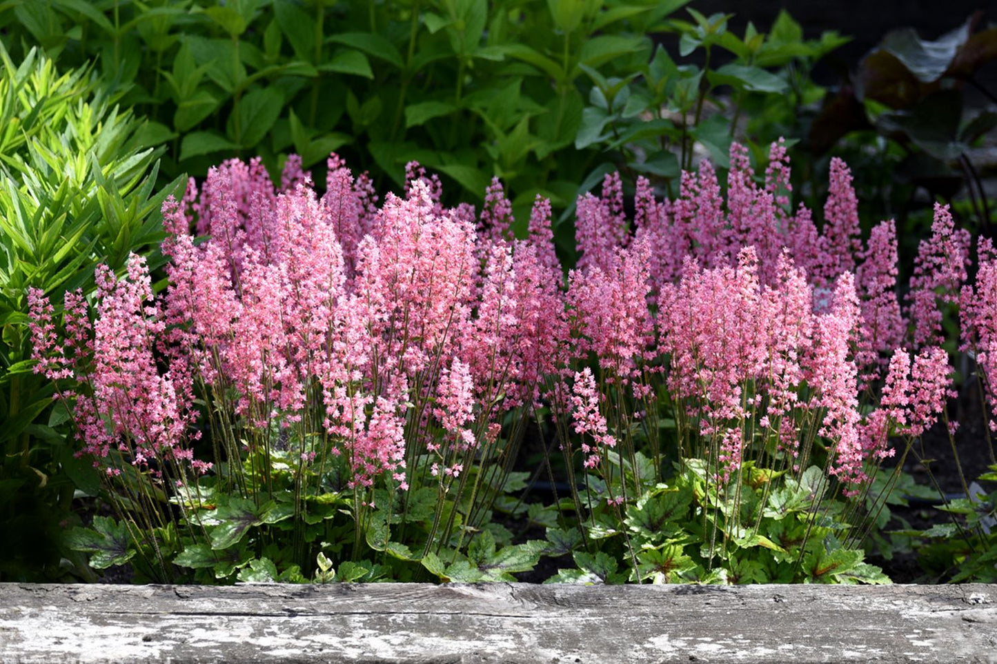 Heucherella 'Pink Revolution' (Purpurglöckchen)