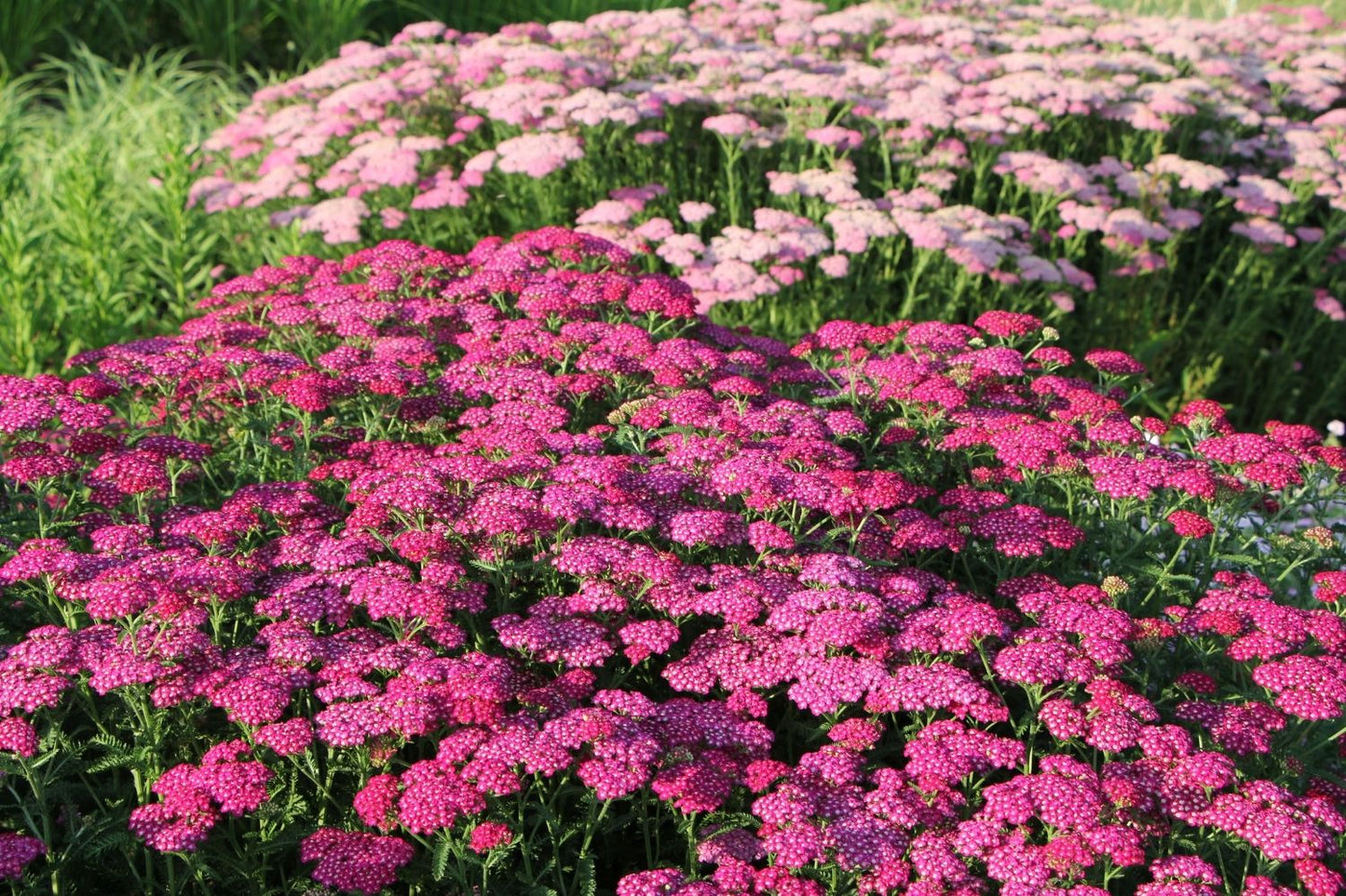 Achillea millefolium 'New Vintage Violet' ® (Schafgarbe)