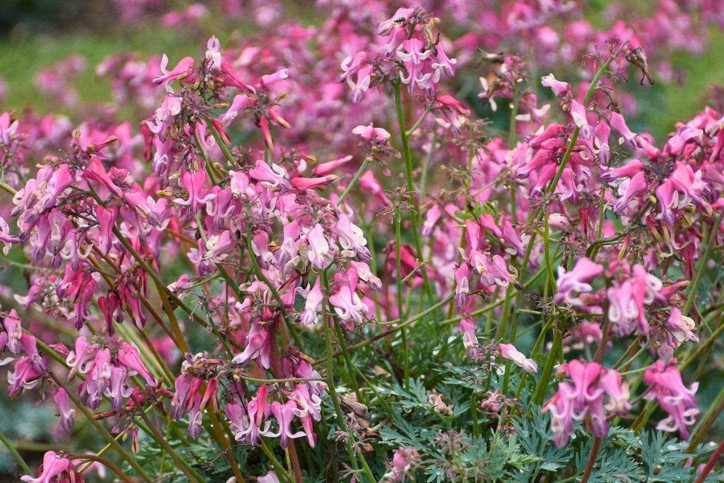Dicentra formosa 'Pink Diamonds' ® (Dauerblühende Herzblume)