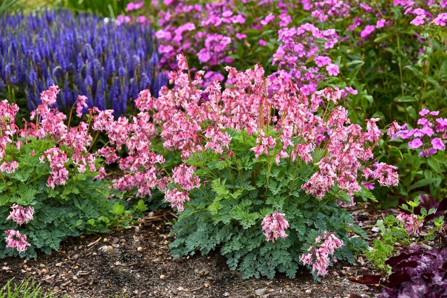 Dicentra formosa 'Pink Diamonds' ® (Dauerblühende Herzblume)