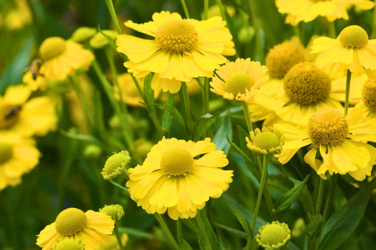 Helenium 'Kanaria' Sonnenbraut